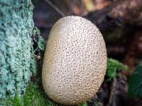 Großer Dickschaliger Kartoffelbovist neben Baumstamm